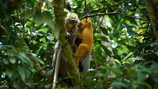 在泰国的KaengKrachan国家公园，幼猴和妈妈在树上呆着。