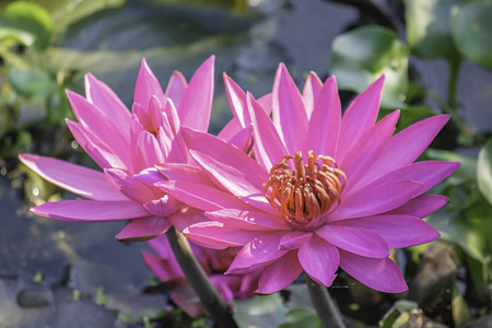 粉红色莲花的美丽在池塘里绽放。