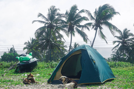 野营和狗守卫在阿拉姆波海滩上的帐篷。 印度