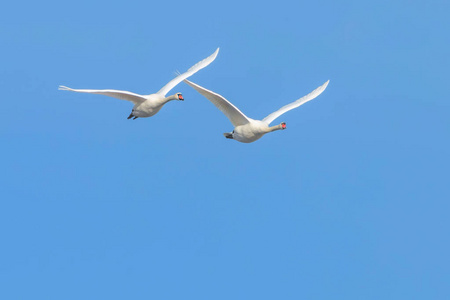 两只天鹅在飞行图片