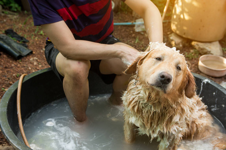 洗澡狗金毛猎犬洗澡用肥皂和水洗头