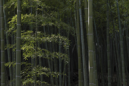 日本稻山竹林