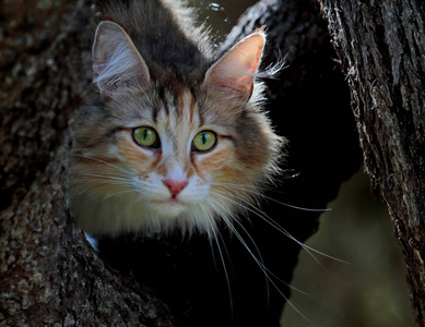 挪威森林猫在树上