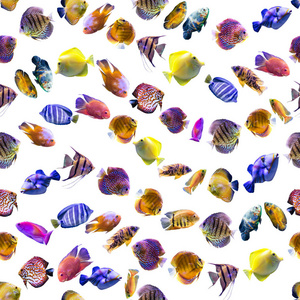 波浪状无缝图案。 白色背景上的多种颜色的鱼。 关于自然艺术动物海鱼的网站。