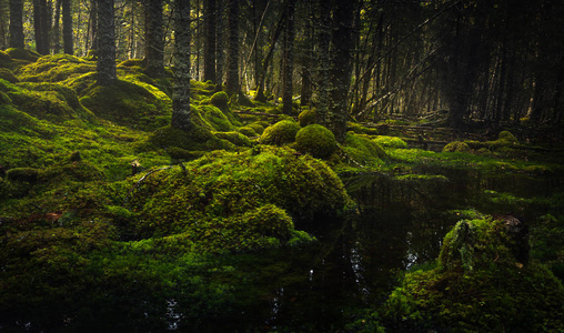 北方森林地板。 苔藓地面和温暖的秋光。 挪威林地。 斯托弗森瀑布自然保护区。