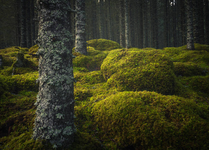 北方森林地板。 苔藓地面和温暖的秋光。 挪威林地。 斯托弗森瀑布自然保护区。