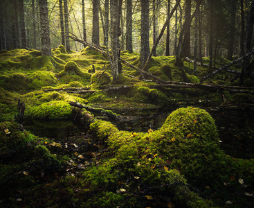 北方森林地板。 苔藓地面和温暖的秋光。 挪威林地。 斯托弗森瀑布自然保护区。