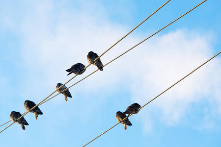 鸽子坐在电线上。 鸟儿坐在晴空上的电力线上。