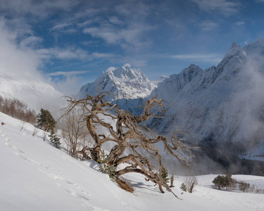 冬天白雪皑皑的山峰背景上一棵美丽的干树，天空湛蓝，白种人卡拉恰伊谢尔凯西亚俄罗斯