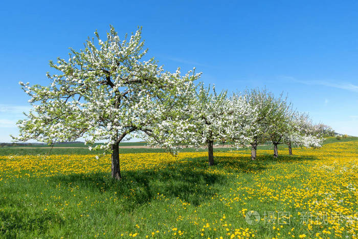 春天几棵盛开的苹果树对角线地排列在一片花草地上
