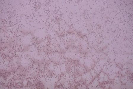 石膏和裂缝栅栏墙的粉红色纹理