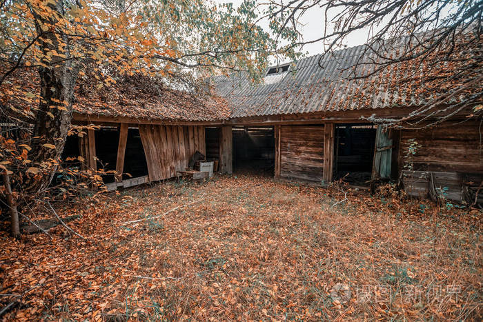 废弃的院子里长满了野生植物,这些植物在切尔诺贝利禁区开始变黄