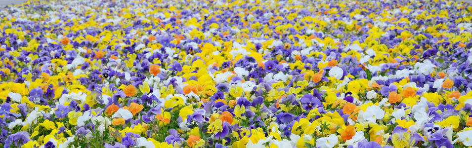 多色堇花或盘彩作为背景或卡片。 五颜六色的平底锅，白色的黄色和紫罗兰色的堇花在花坛上的透视。