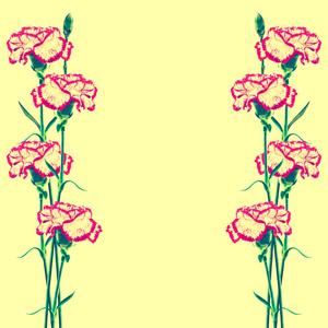 鲜艳花朵的自然花背景康乃馨
