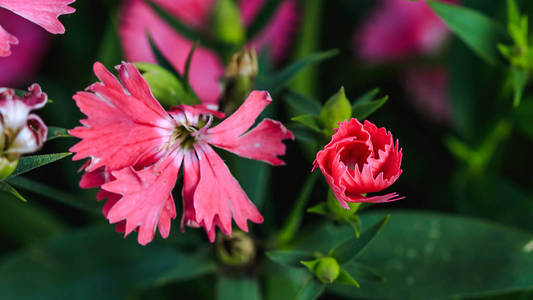 花园里的丹苏粉红色