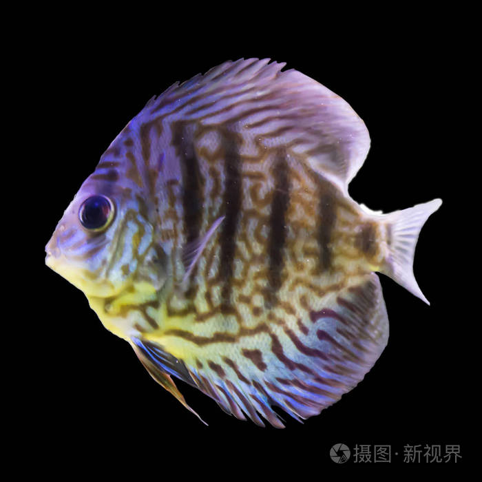 水族馆里的热带条纹淡水鱼. 黑色背景上的孤立照片.