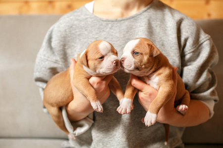 灰色的狗小狗图片