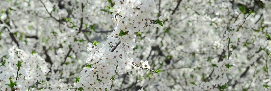 花园里开着白花的绿苹果树