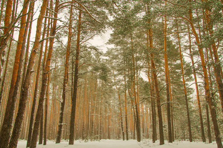 外面的大自然在户外露天，树林在农村，冬天，霜雪，寒冷