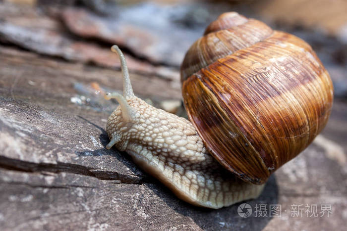一只蜗牛,它的壳爬在树上