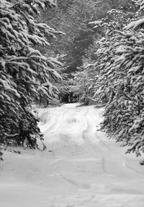 黑白摄影自然户外露天白雪圣诞树寒冷冬天
