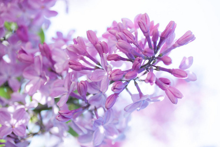 美丽的春天盛开的丁香花在花园里