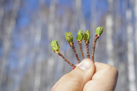 s hand holding a chestnut branches with young leaves