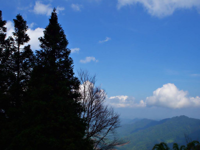 泰国白云带蓝天的松树和山的轮廓