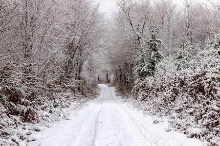 在这个冬天，一条穿过森林的路