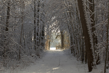 冬天的大雪林路