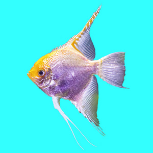 水族馆里的热带条纹淡水鱼. 蓝色背景上的孤立照片.