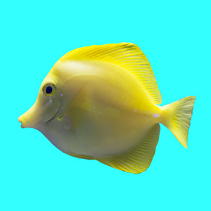 水族馆里的热带黄色淡水鱼。 蓝色背景上的孤立照片。这样的鱼喜欢画儿童艺术家和网站设计师。