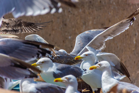 埃萨乌伊拉摩洛哥岩石海滩上的一群海鸥