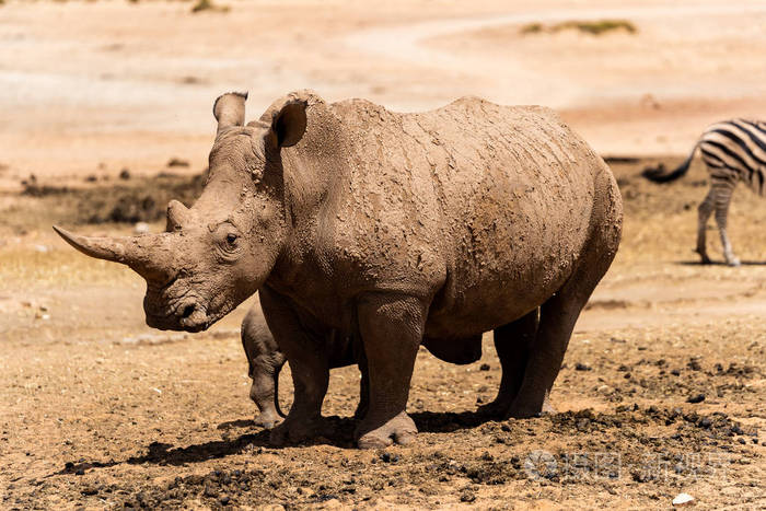 一只白犀牛在草原上平静而放松