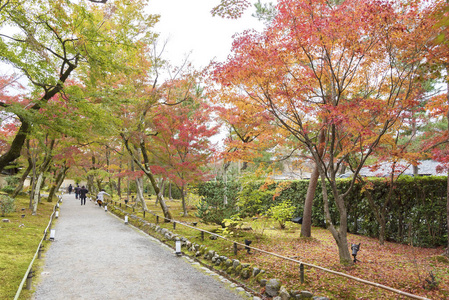 秋季日本稻山田园风光