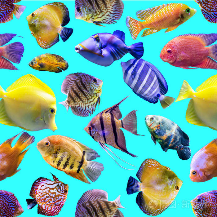 蓝色背景上的多种颜色的鱼. 关于自然艺术动物海鱼的网站.