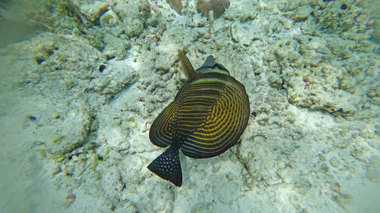 有珊瑚和鱼的印度洋海底动物群图片