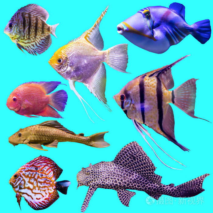 100种海洋鱼类名称大全图片