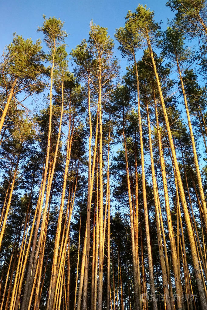 有蓝天的森林里非常高的树