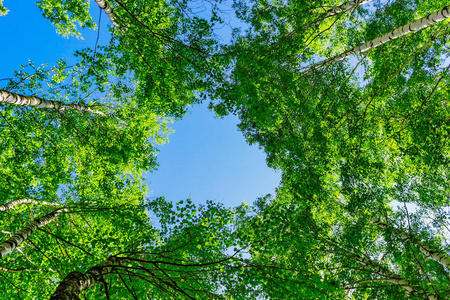 绿色桦树叶和蓝色的夏日天空