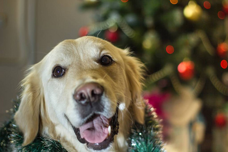 金毛猎犬祝圣诞快乐，新年快乐