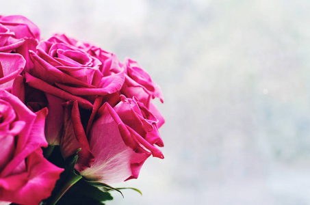 一束粉红色的玫瑰花，灰色背景上有空的空间