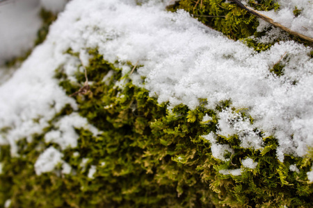 雪中的绿色苔藓