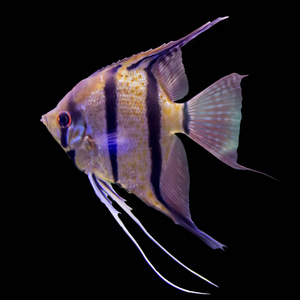 热带条纹淡水鱼在水族馆.黑色背景上的孤立照片.