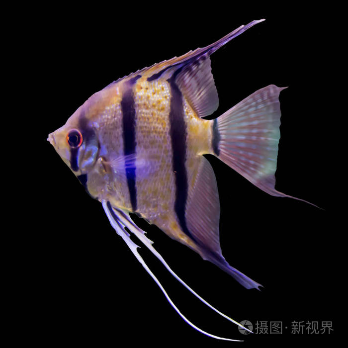 这样的鱼喜欢画儿童,艺术家和网站设计师.