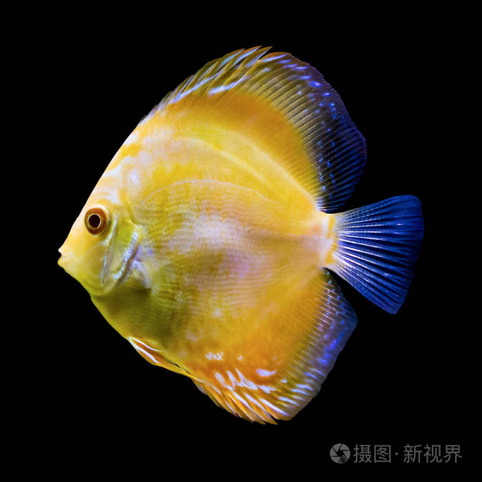 来自亚马逊河的黄色热带鱼.塞菲索龙.水族馆的鱼.
