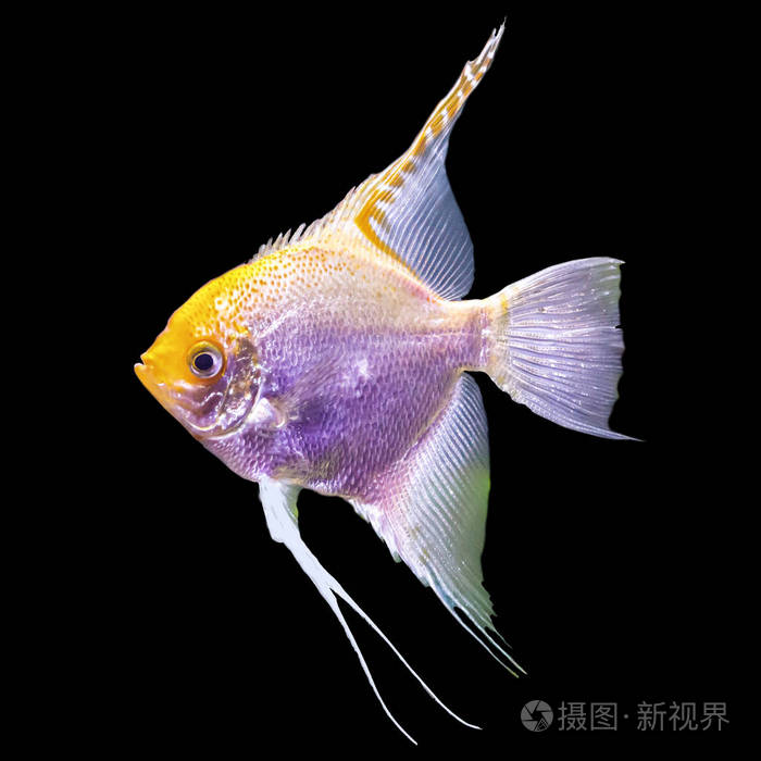 黑色背景上的孤立照片.这样的鱼喜欢画儿童,艺术家和网站设计师.