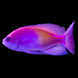 来自印度洋的红色热带鱼。普赛丹蒂亚斯。黑色背景上的孤立照片。关于自然，水族馆鱼，海洋生活的网站。