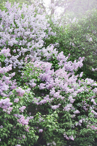 春天的一枝盛开的丁香花，特写