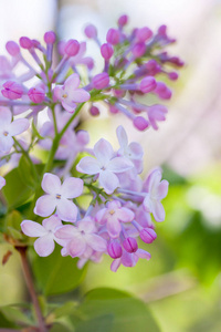美丽的春天在花园里盛开着紫丁香